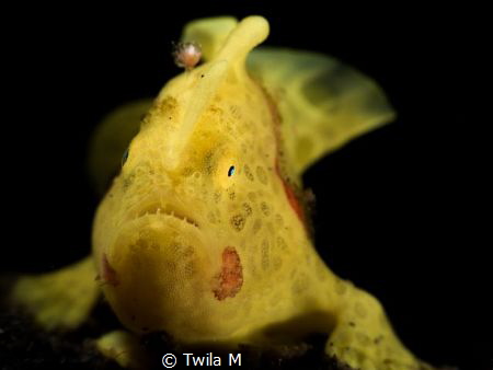 Frogfish, 
2016,  Critters,  divesite:Jahir1, Diving, In... by Twila M 