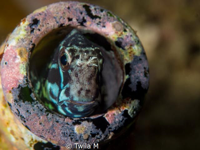 Blenny
divesite:Bianca, Diving, duskdive, Indonesia, Lem... by Twila M 
