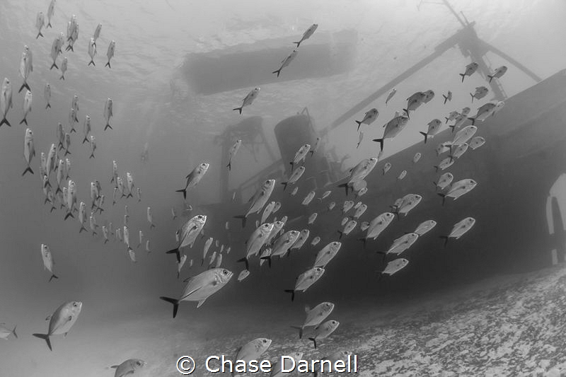"Storm the Ship"
Horse-eyed Jacks crusiing past the Kitt... by Chase Darnell 