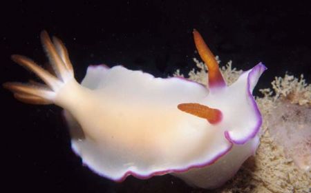 Naudi Branch in Darwin Harbour 2:1 Macro NikonosIII by Chris Kennedy 