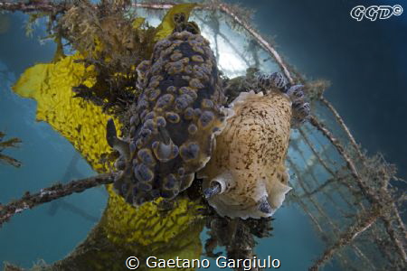 Interracial?? or casual encounter?? strange things happen... by Gaetano Gargiulo 