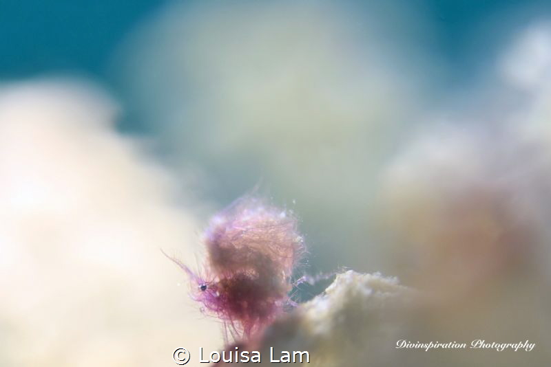 Hanging in the Clouds
 by Louisa Lam 