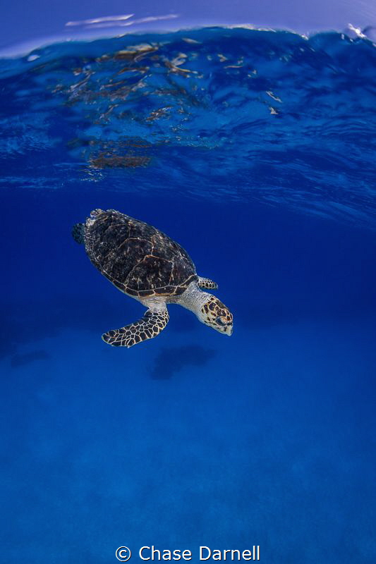 "Back to Work"
After a small breath up on the surface th... by Chase Darnell 