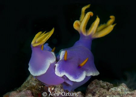 Mates nudibranchias in Anilao by Alev Oztunc 