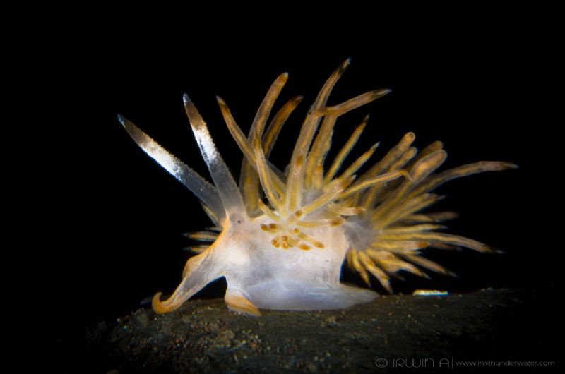 S P I K E
Nudibranch (Sakuraeolis nungunoides)
Tulamben... by Irwin Ang 