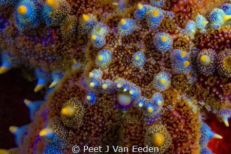 Spiny starfish Stone hard but mobile and a voracious pred... by Peet J Van Eeden 