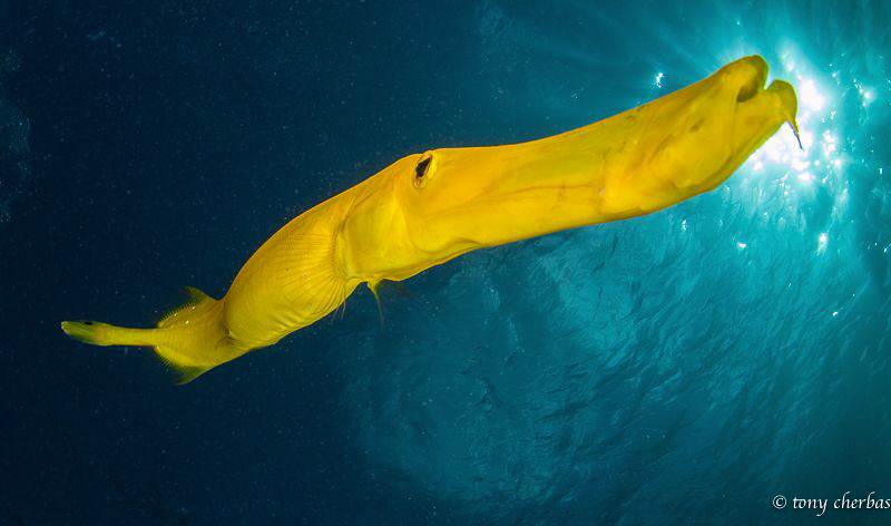 Besos de Trumpetfish... by Tony Cherbas 