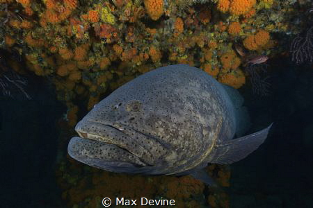 Goliath Grouper shot in West Palm Beach, Florida by Max Devine 