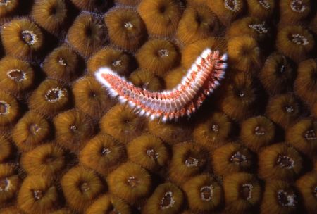 A bristle worm engages the wall off Little Cayman by Jerry Hamberg 