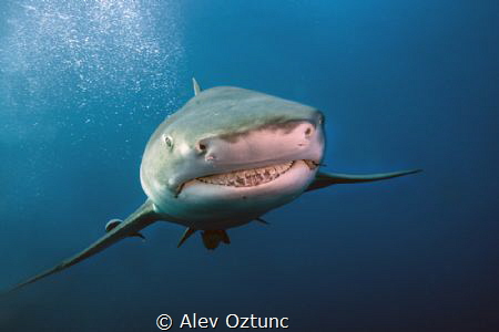 Smiling Shark by Alev Oztunc 