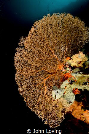 early morning dive by John Loving 