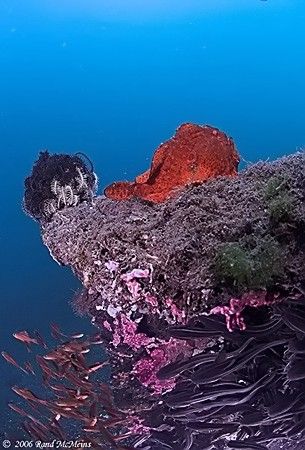 Frogfish, Catfish, baitfish...
D2x 10.5 FE by Rand Mcmeins 