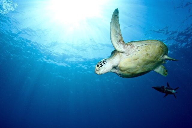 Turtle by Iyad Suleyman 