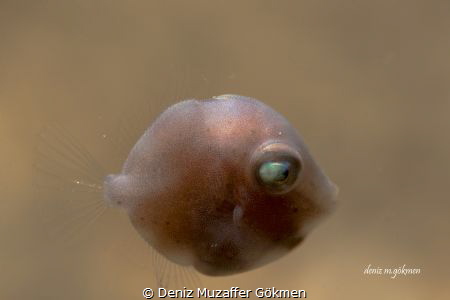file fish Brachaluteres taylori, juvenile by Deniz Muzaffer Gökmen 