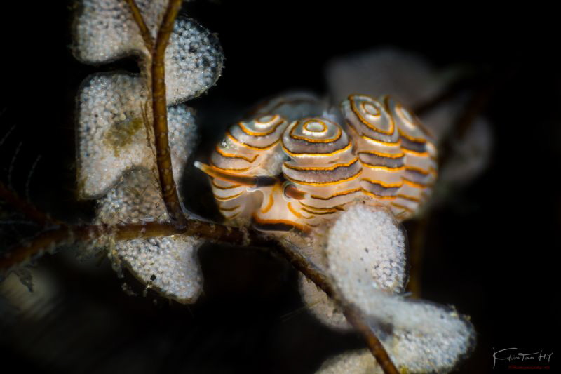 Doto sp. by Kelvin H.y. Tan 