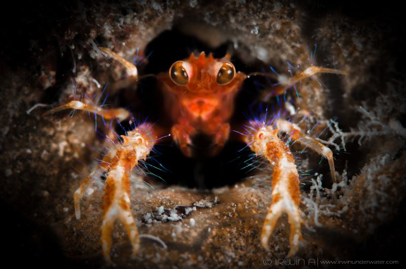 H O L E 
Olivar's Squat Lobster (Munida olivarae)
Macta... by Irwin Ang 