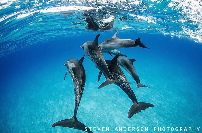 Dolphins play by morning in our wake in the clear blue wa... by Steven Anderson 