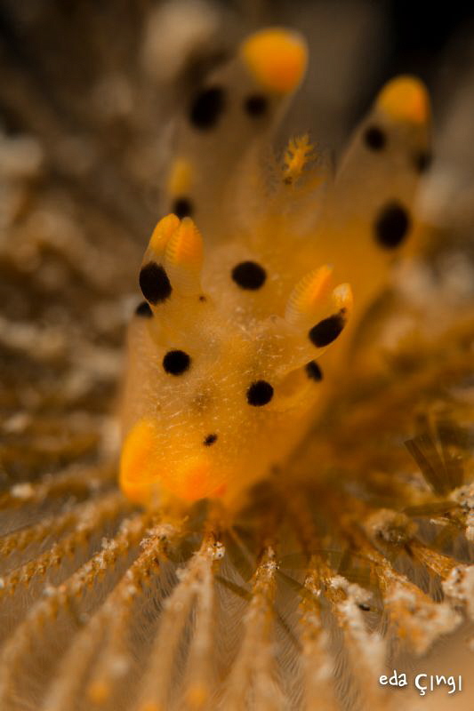 Pikachu Pacifica . Thecacera sp feed on arborescent (tree... by Eda Çıngı 