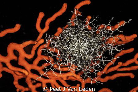 Grasping hands of a Basket Star catching food particles r... by Peet J Van Eeden 