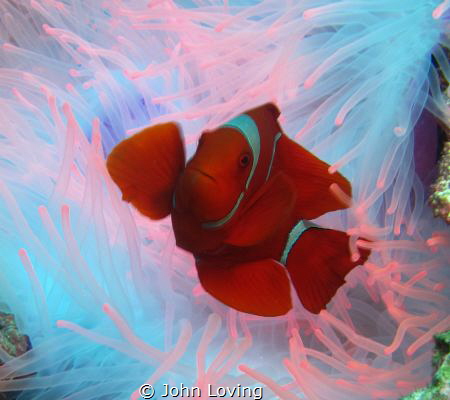 iridescent looking by John Loving 