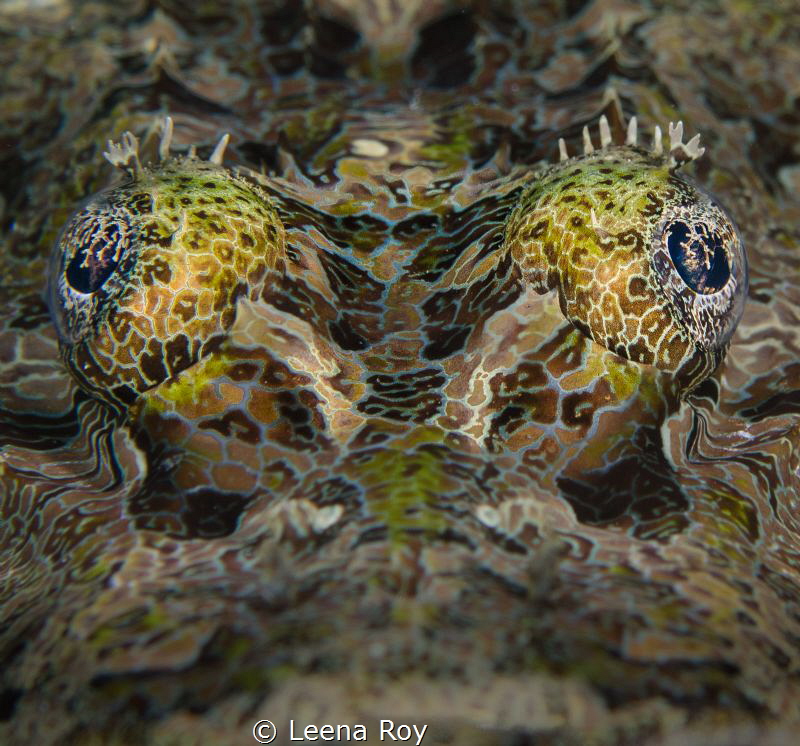 Crocodile fish by Leena Roy 