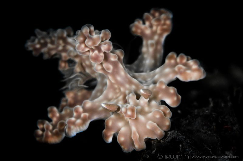 M O N S T E R
Nudibranch (Miamira alleni)
Anilao, Phili... by Irwin Ang 