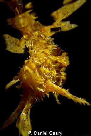 sargassumfish at the surface - dauin, philippines by Daniel Geary 