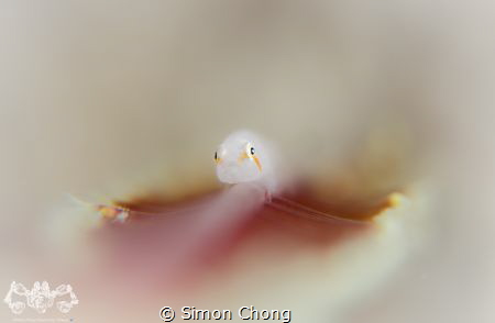 Did U Looking At Me? by Simon Chong 