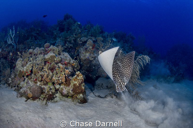 "Lift Off"
A Spotted Eagle Ray propels itself up and ove... by Chase Darnell 