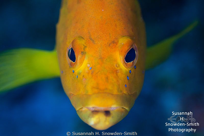 "Golden Portrait"
A rare golden coney. No filters used: ... by Susannah H. Snowden-Smith 