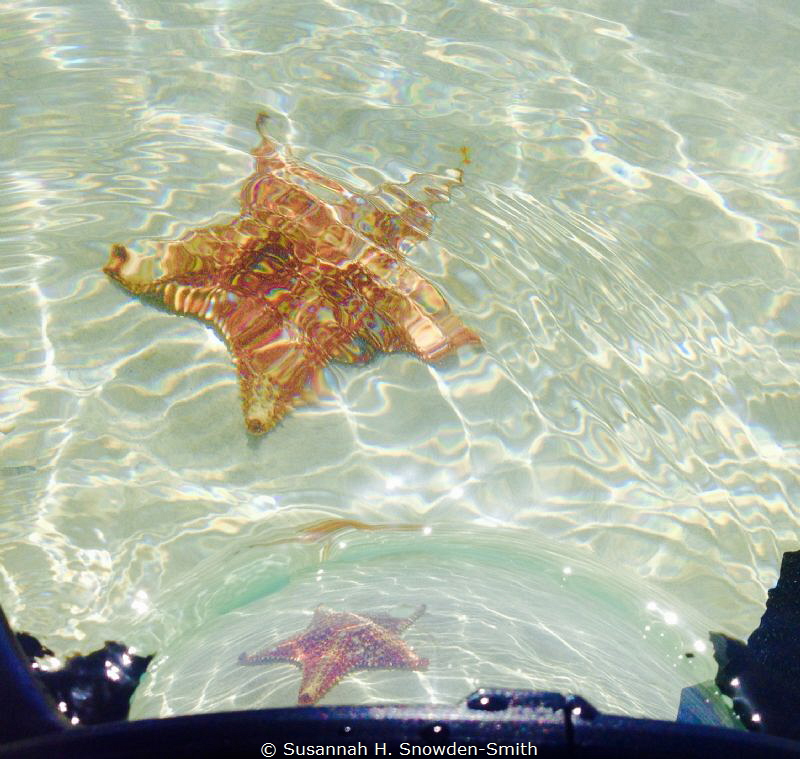 "Starfish Through The Lens"

A starfish is seen both in... by Susannah H. Snowden-Smith 