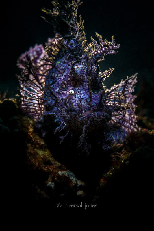 Rhinopias frondosa

Back light with Retra  splash by Wayne Jones 