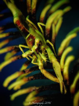 crinoid shrimp by Khow Jin Chee 