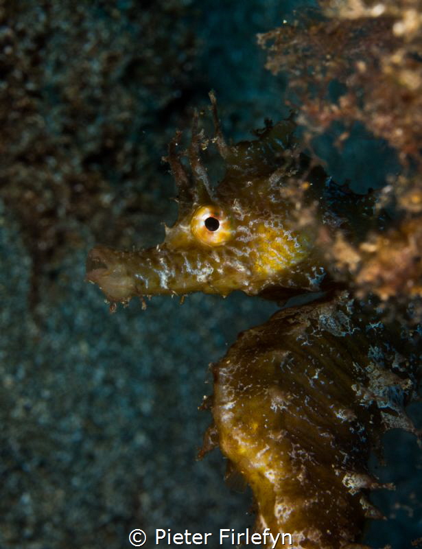 Hello there! by Pieter Firlefyn 