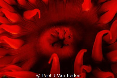 Roses of the Sea-False Plum anemone by Peet J Van Eeden 