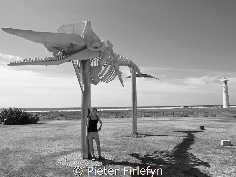 Lanzarote, spermwhale washed ashore is now touristic sigh... by Pieter Firlefyn 
