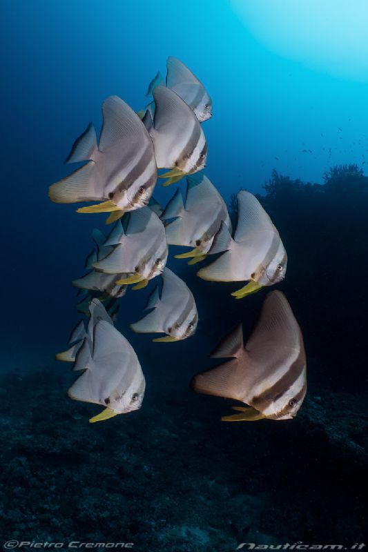 School of batifish by Pietro Cremone 