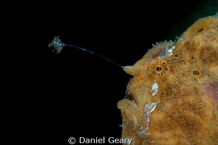 painted frogfish - dauin, philippines by Daniel Geary 