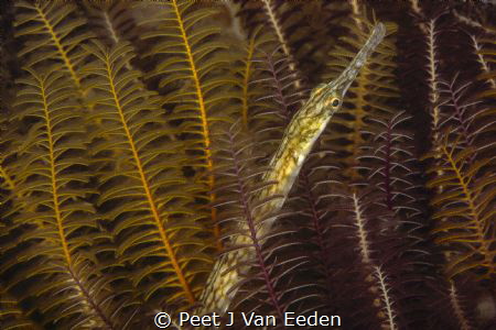 A different seahorse- longsnout pipefish in eelgrass by Peet J Van Eeden 