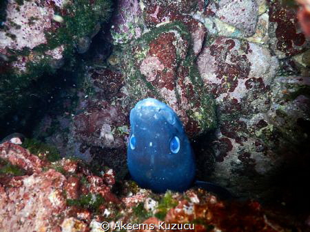 European Conger coming up out of a hollow and scaring me.... by Aksems Kuzucu 