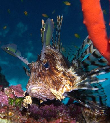 Lionfish taken at Canyon dive site, Dahab with Nikon Cool... by Nikki Van Veelen 