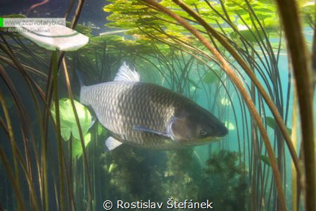 Under water lily. by Rostislav Štefánek 