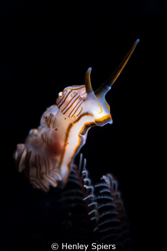 The Doughnut Nudi Wins Fashion Week by Henley Spiers 