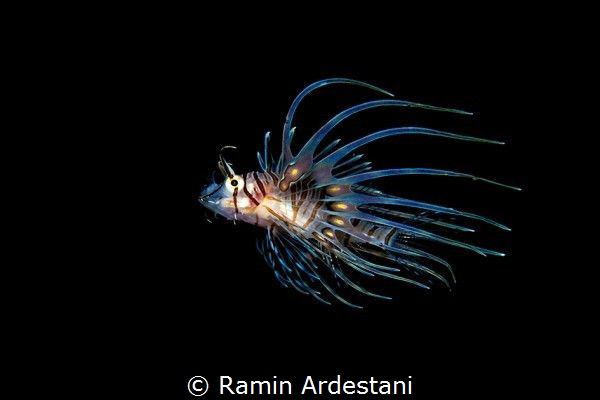 LION FISH by Ramin Ardestani 