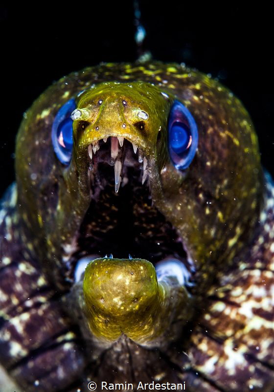 MORAY EEL by Ramin Ardestani 