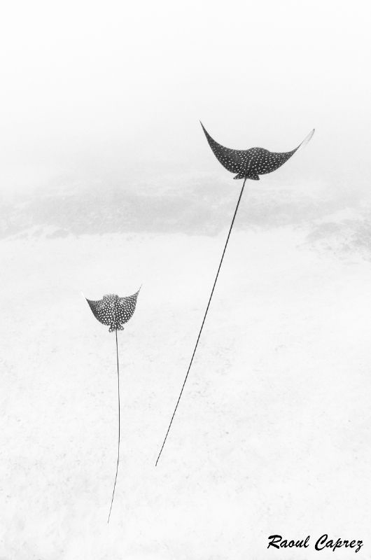 Buddies by Raoul Caprez 