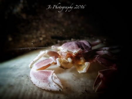 Anemone porcelaincrab by Khow Jin Chee 