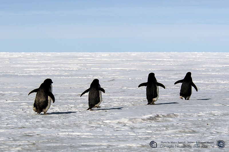 Running on the frozen sea by Marco Faimali (ismar-Cnr) 