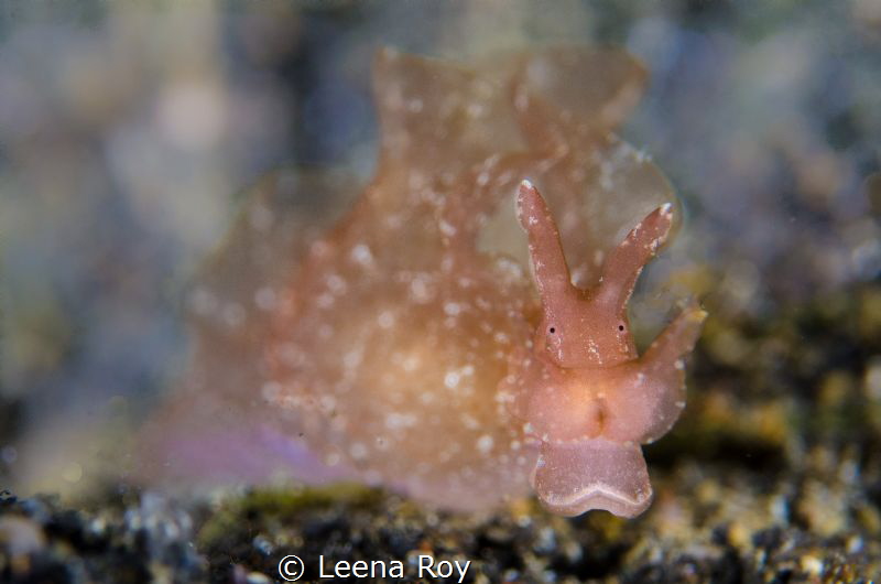 Sea hare by Leena Roy 
