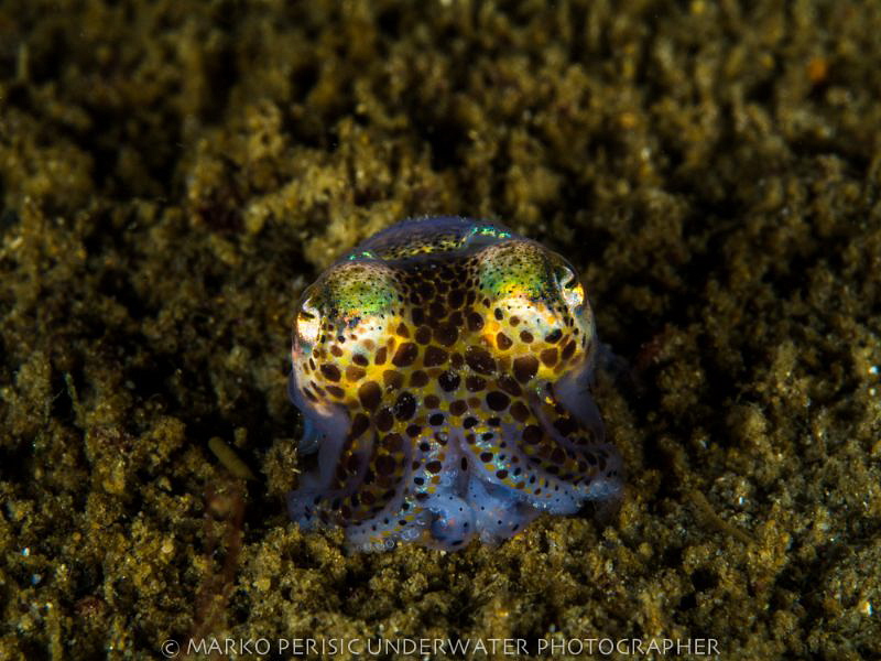 DIGGING IN by Marko Perisic 